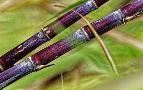  Sugarcane News - 社会における糖と権力の複雑な関係を探求する